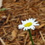 White Daisy Droplets