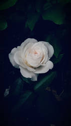 White Rose