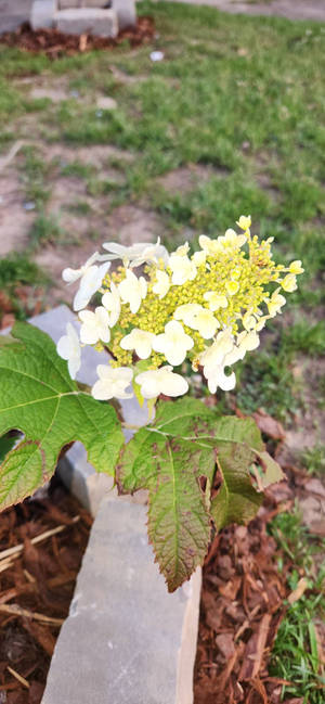 Pretty flower. Birmingham Alabama
