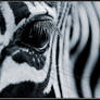 Zebra's Eye