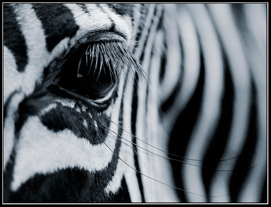 Zebra's Eye