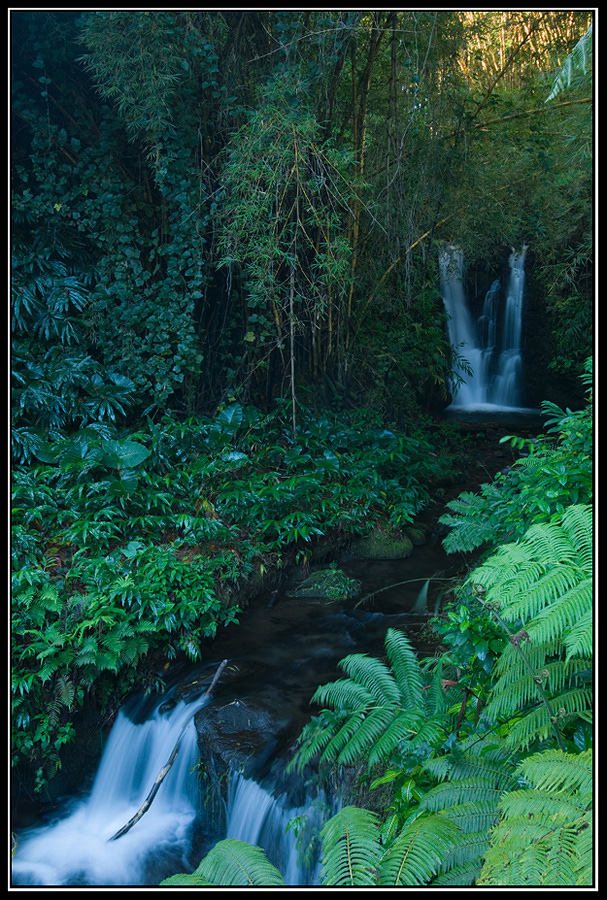 At the Forest of Big Island