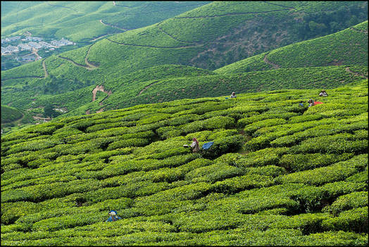 Tea Plantations of Kerala