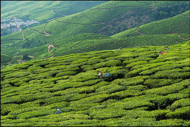 Tea Plantations of Kerala