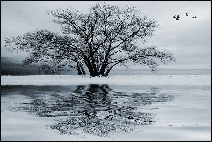 Winter Flight
