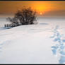 Road to the Sun