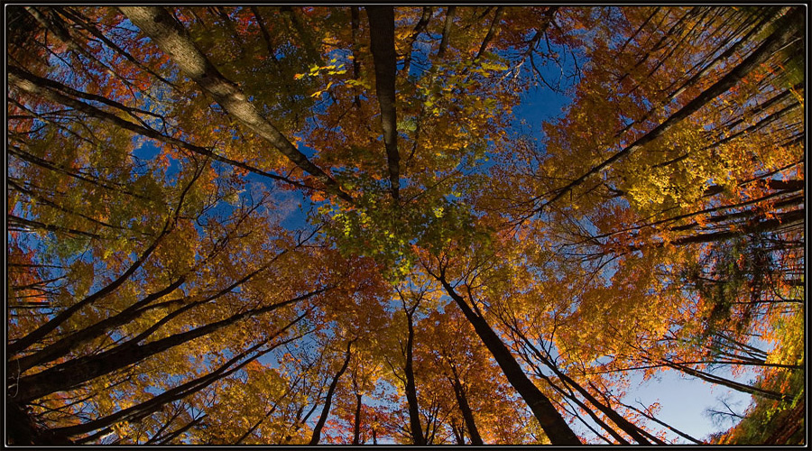 Sky of Muskoka