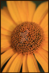 Heliopsis