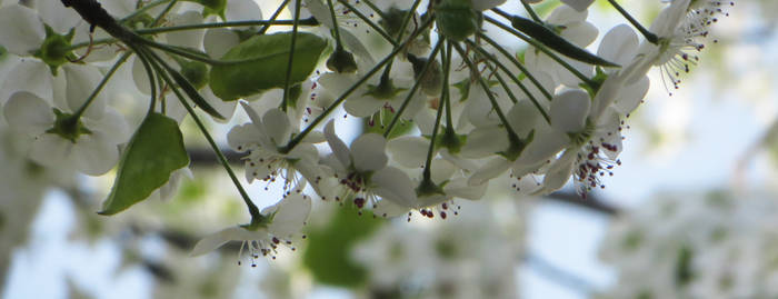 Blossoms