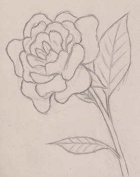 Rose Sketch