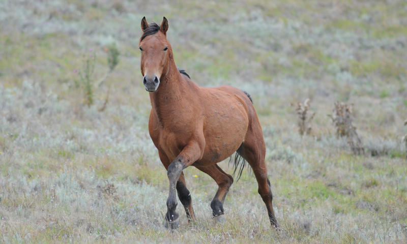 Brumby Rearing australian brumby by ArtWithAPulse on DeviantArt