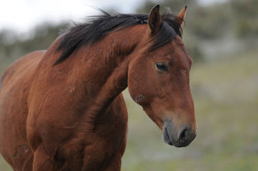 australian brumby