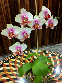 Moth Orchid