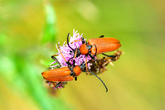 Red-brown Longhorn Beetle (Corymbia rubra)