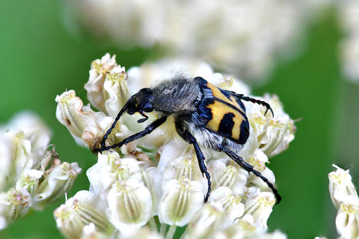 Eurasian Bee beetle (Trichius fasciatus)