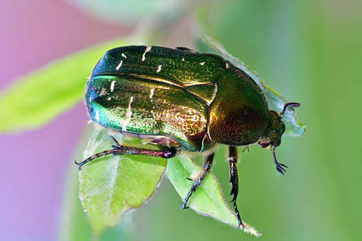 Rose chafer (Cetonia aurata)