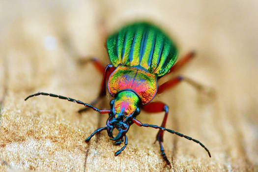 24 Carat beetle