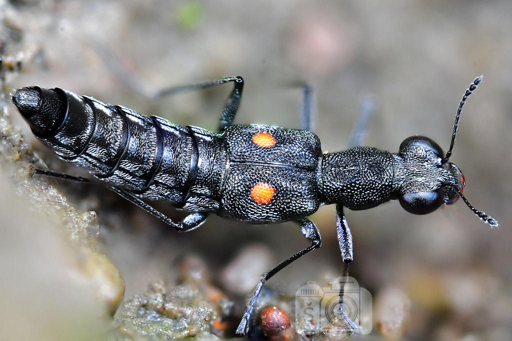 Nimble's Insect Nimble by MechanicalFirefly on DeviantArt