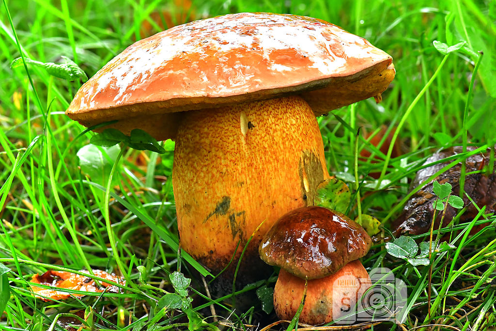 Lurid by MechanicalFirefly on DeviantArt