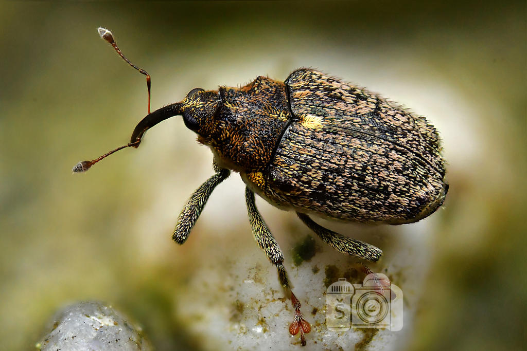 Spring weevil by MechanicalFirefly on DeviantArt