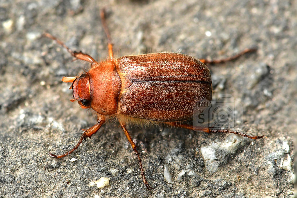 Tuffy Insect Fluffy by MechanicalFirefly on DeviantArt