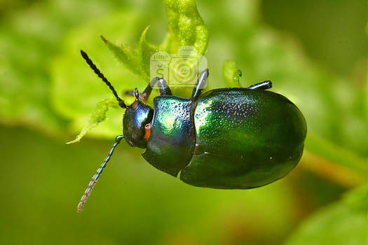 Minty beetle