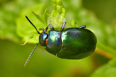 Minty beetle