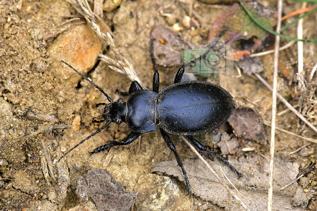 Hungarian by MechanicalFirefly on DeviantArt