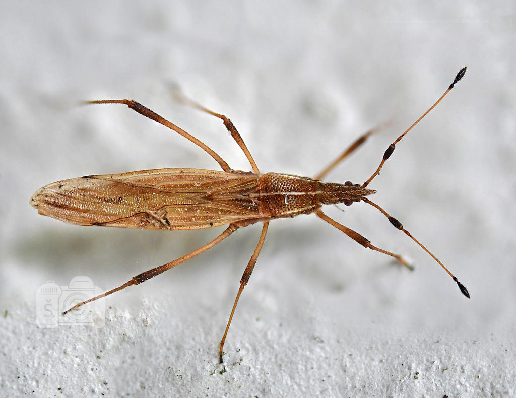 Slender bug by MechanicalFirefly on DeviantArt