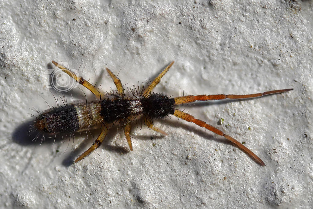 Hairy springtail by MechanicalFirefly on DeviantArt