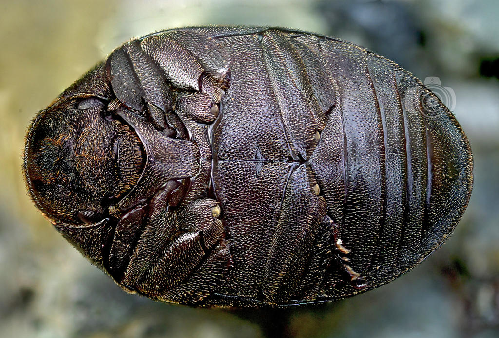 Tough pill to swallow by MechanicalFirefly on DeviantArt