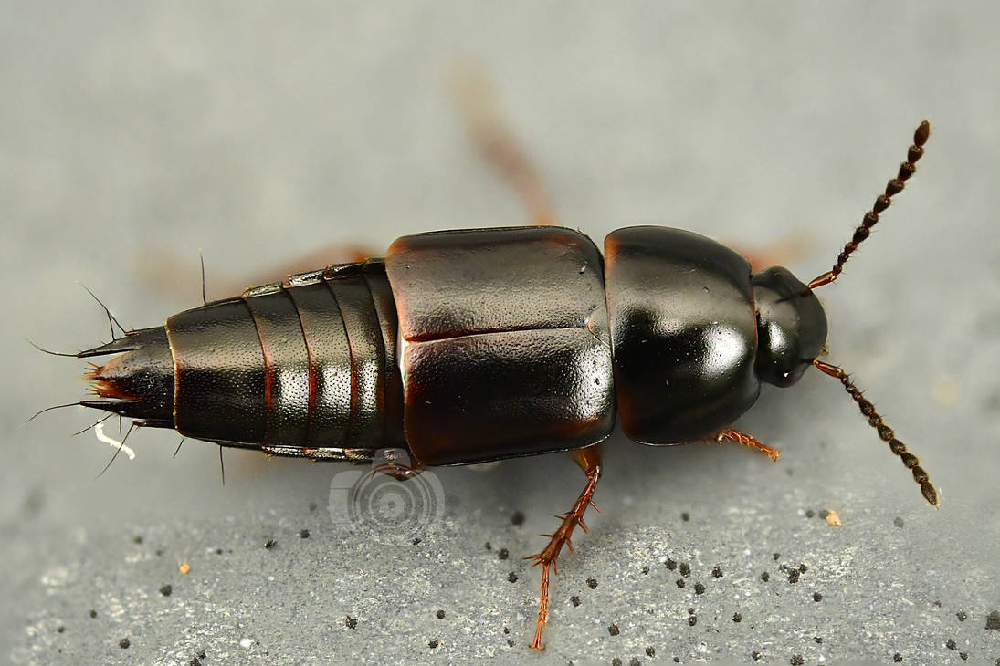 Signet Insect Signal by MechanicalFirefly on DeviantArt