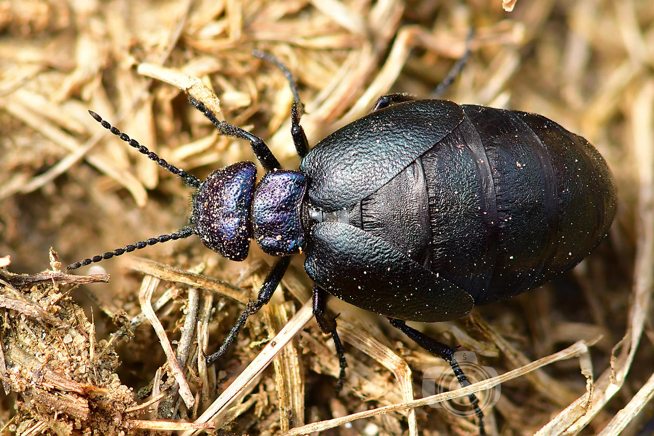 Blue Headed Insect Blue-headed oil beetle by MechanicalFirefly on DeviantArt