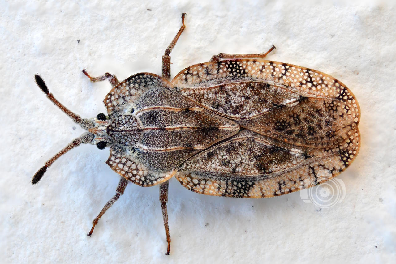 Layered Bug Wide lace bug by MechanicalFirefly on DeviantArt