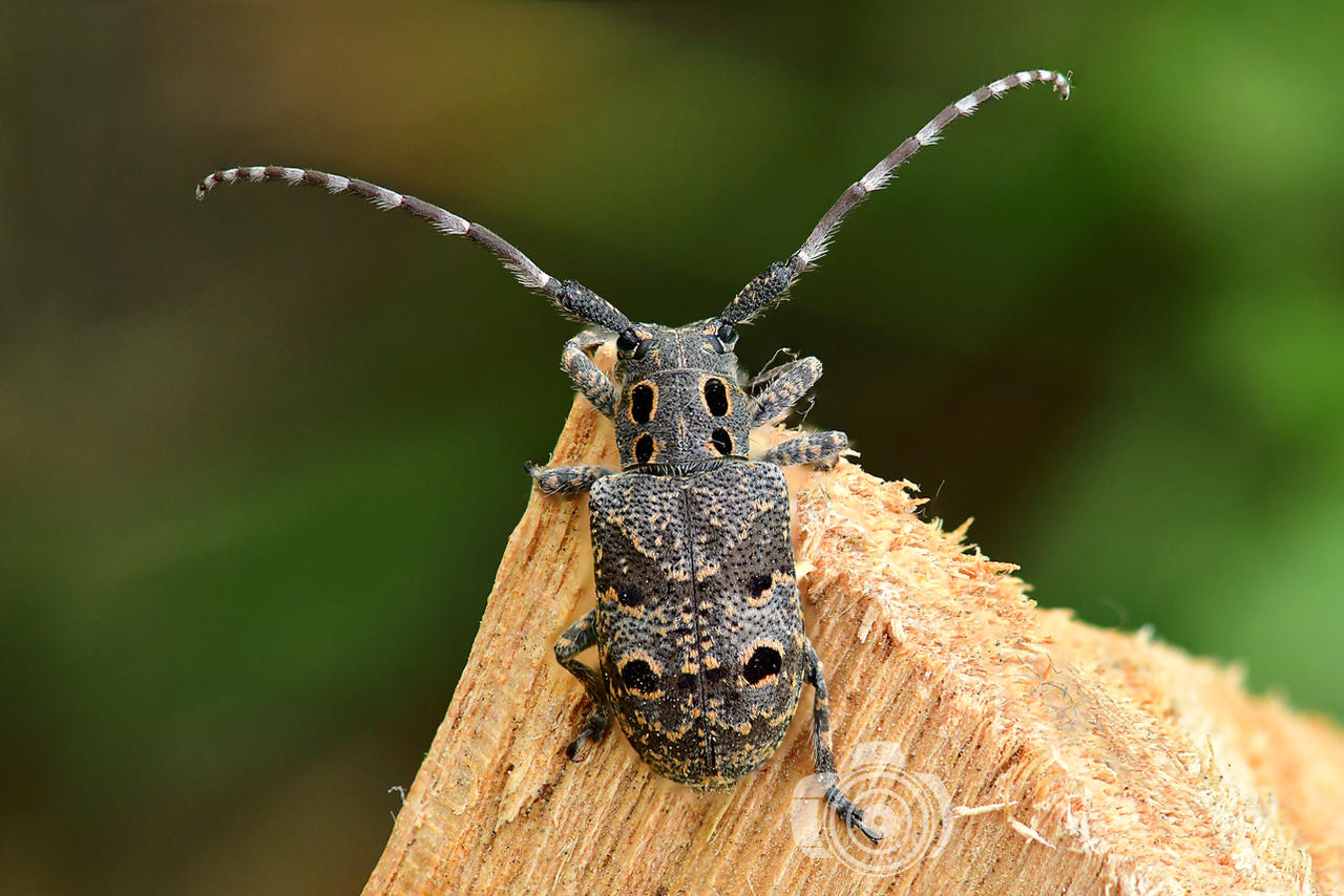 Marbled longhorn