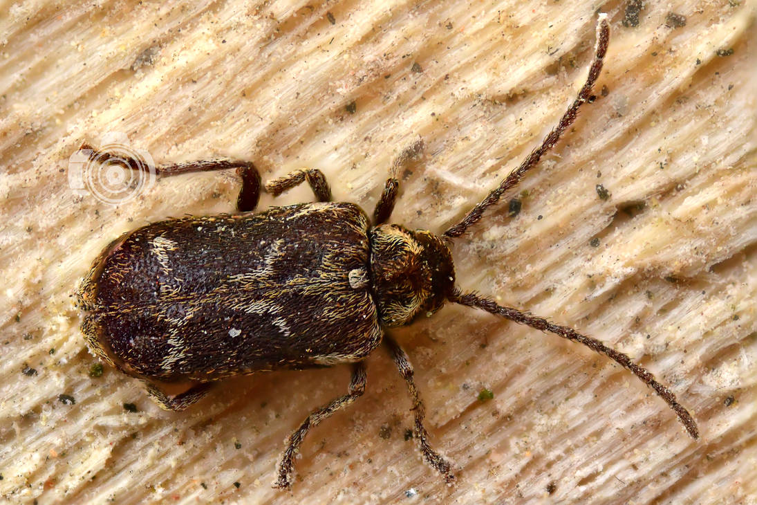 Royalbeetle Insect Royal beetle by MechanicalFirefly on DeviantArt