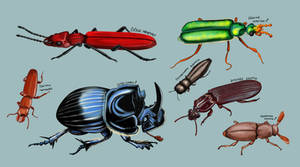 Rarest beetles of Czech republic- vol. 1