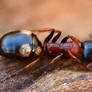 Three-coloured ant