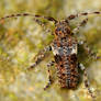 Let's take a closer look- Pogonocherus fasciculatu