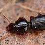 Narrow-waisted beetle