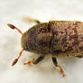Strange bark beetle
