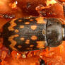 Atomic beetle- 2026 edition