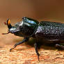 Stag beetle triptych