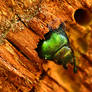 Beautiful even in death- Eurythyrea quercus
