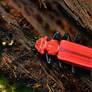 Cinnabar