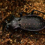 Garden ground beetle