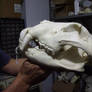 lion skull