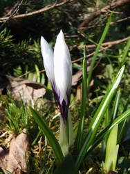 Crocus