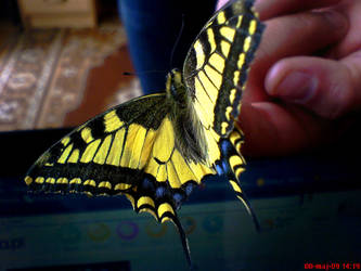 The Old World Swallowtail