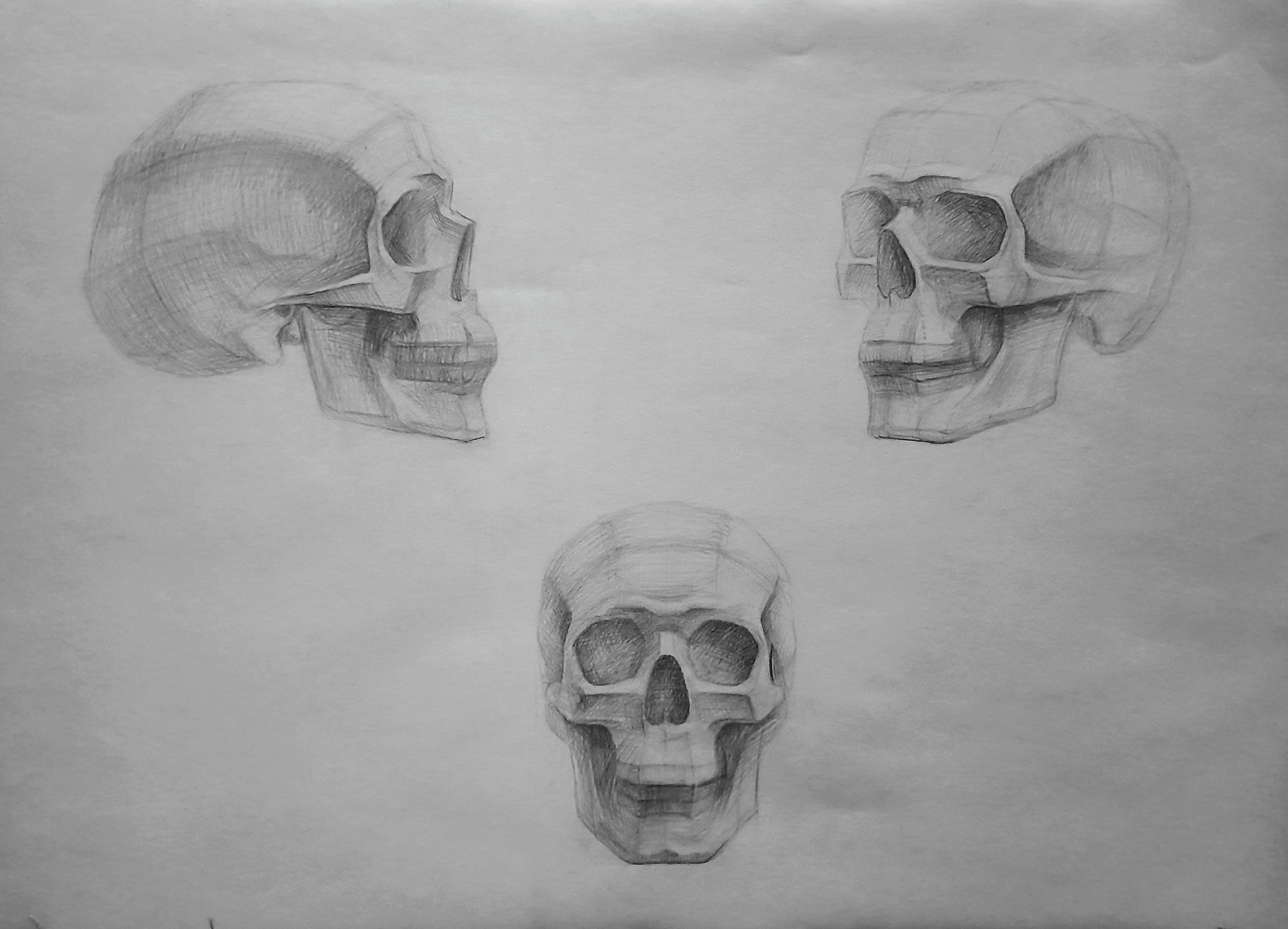 Skull in 3 angles by Khovss on DeviantArt